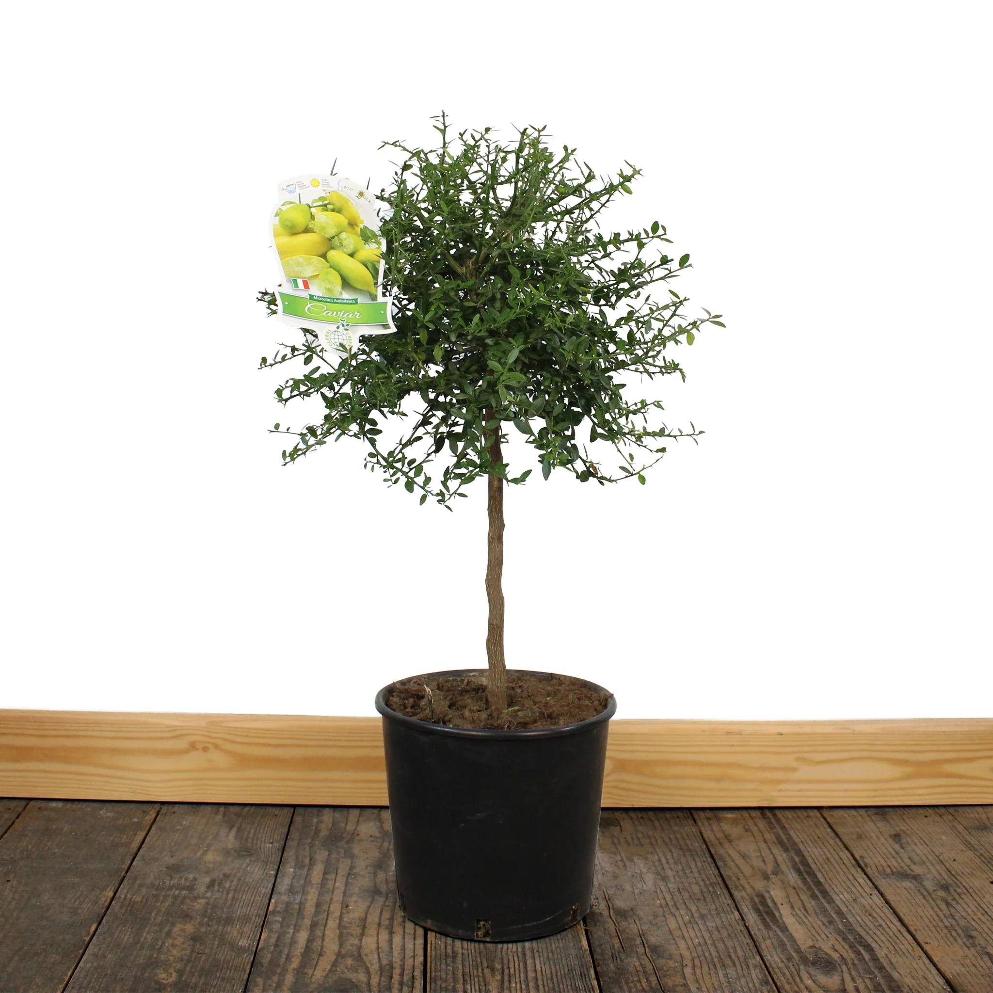 Finger Lime Trees (White, Pink or Red)