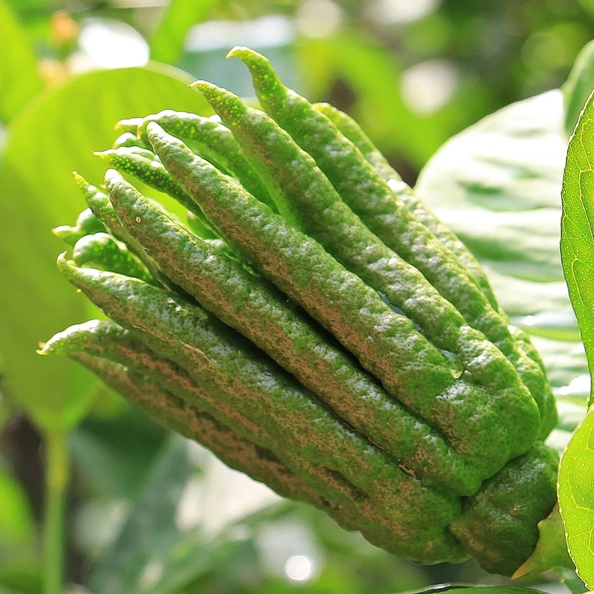 Fresh Buddha's Hands - Each - Image 5