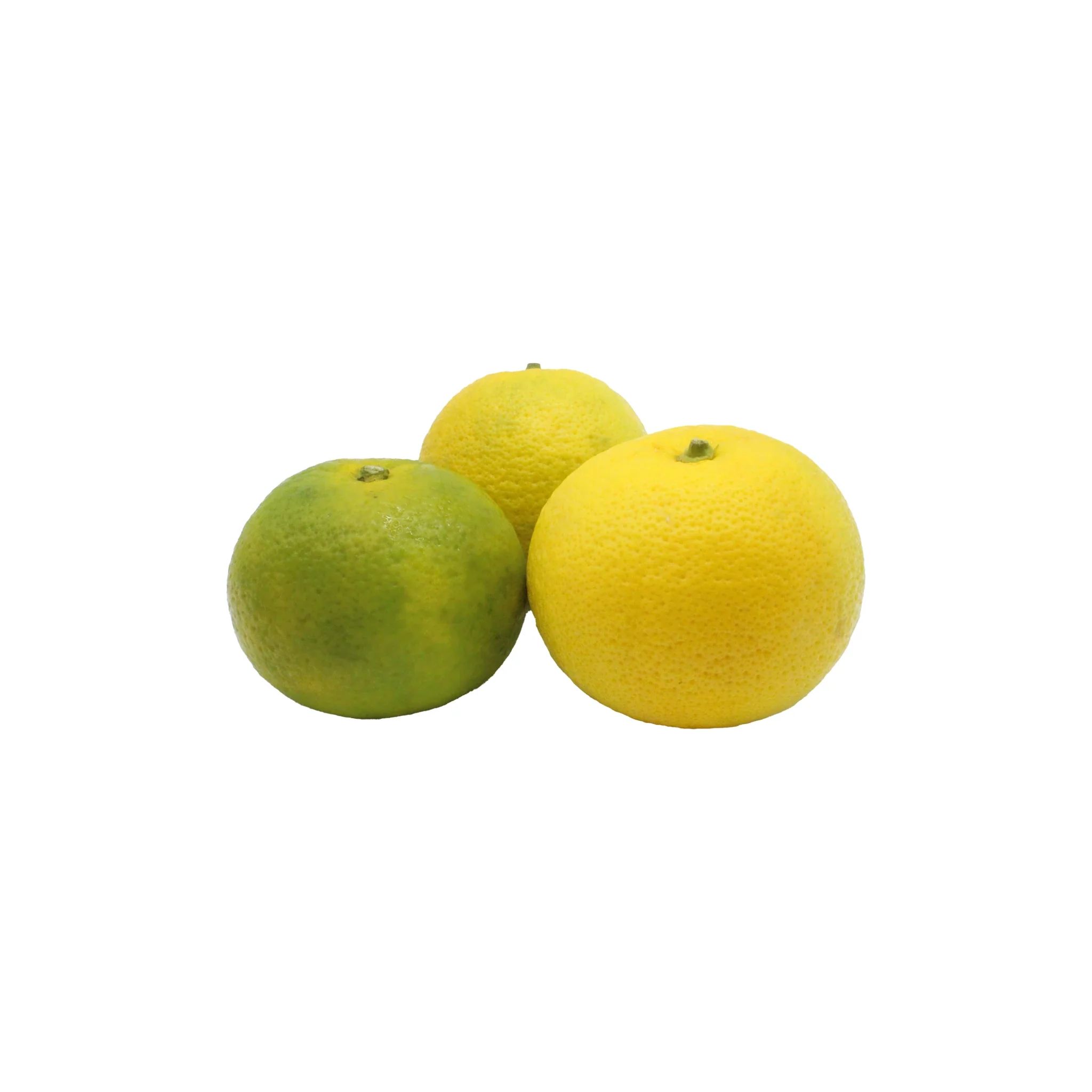 Fresh Kabosu - Image 6