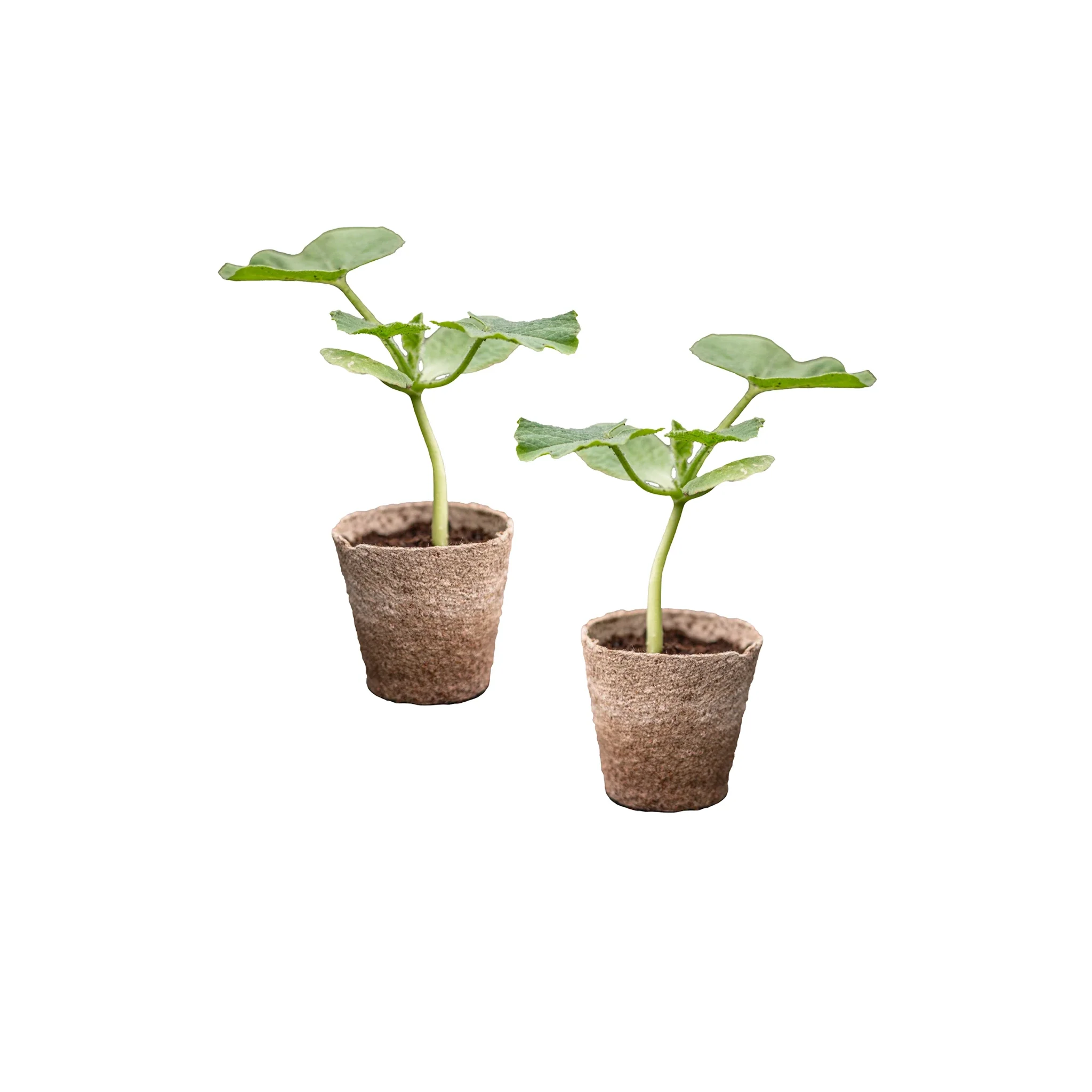 Green Kabocha Squash Plants - Set of 2