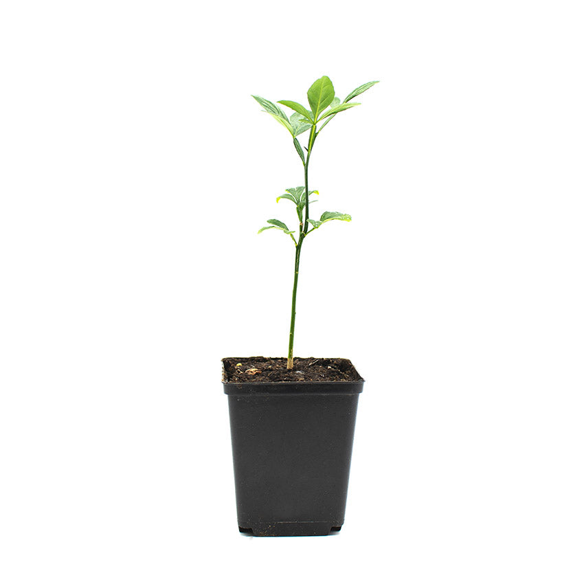 Japanese Bitter Orange Tree