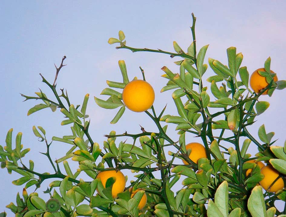 Japanese Bitter Orange Tree - Image 2
