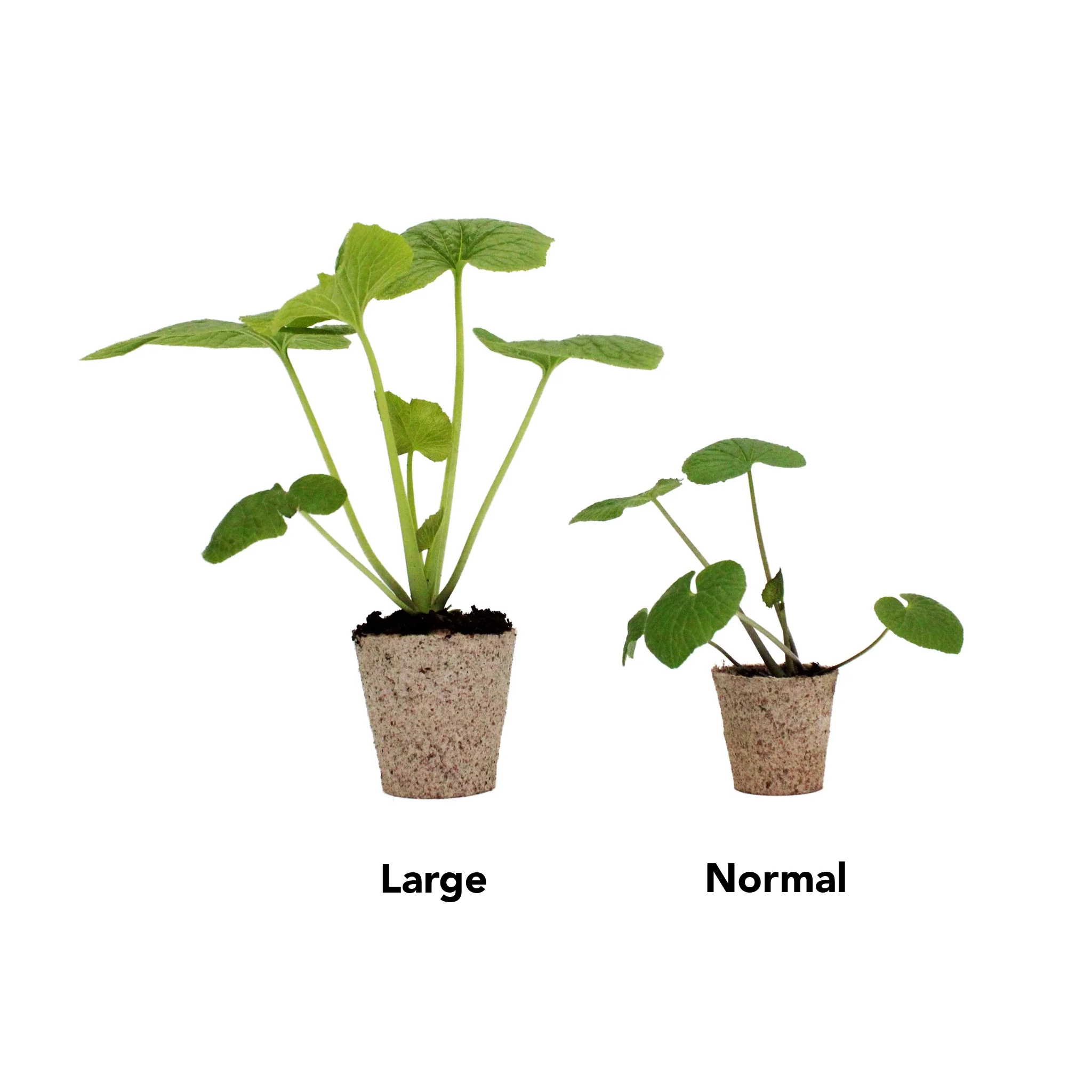 Large Wasabi Plants - Set of 3 - Image 2