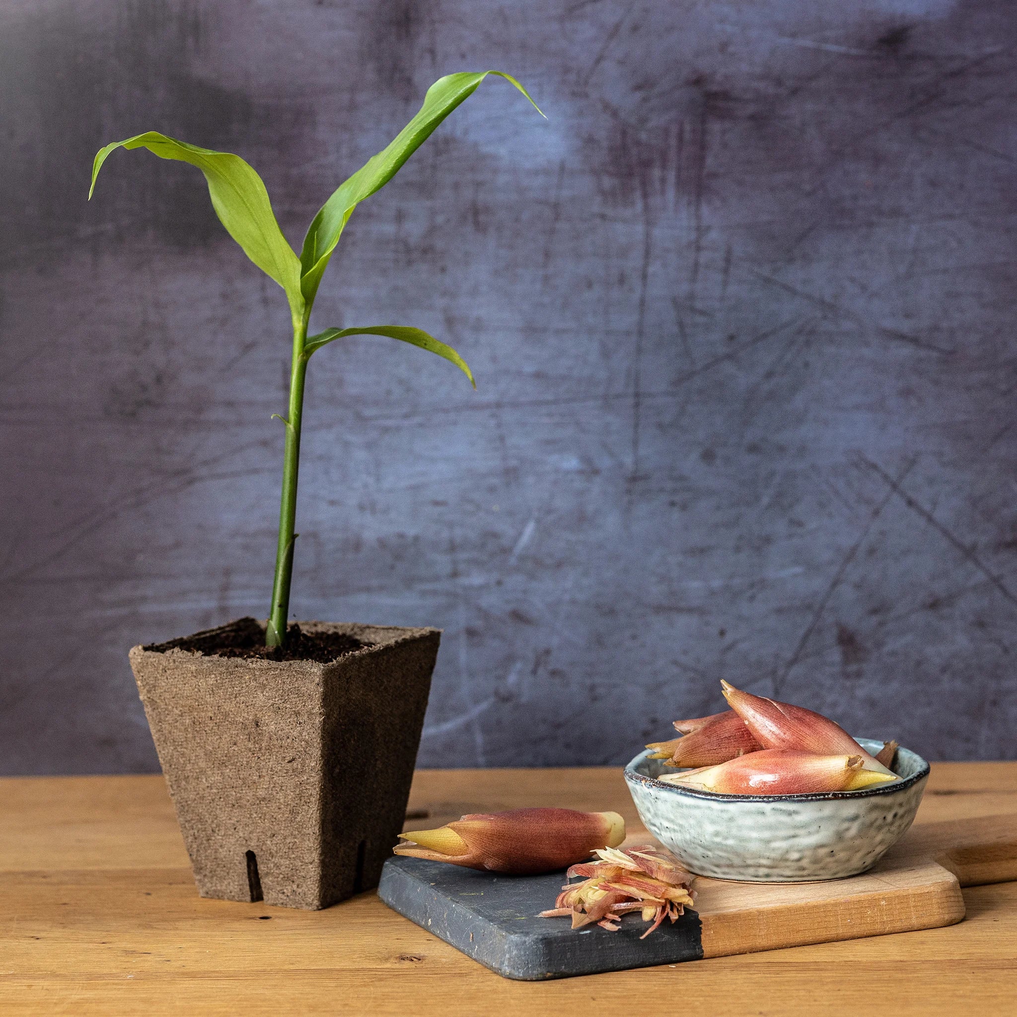 Myoga Set - Plant & Ginger Buds