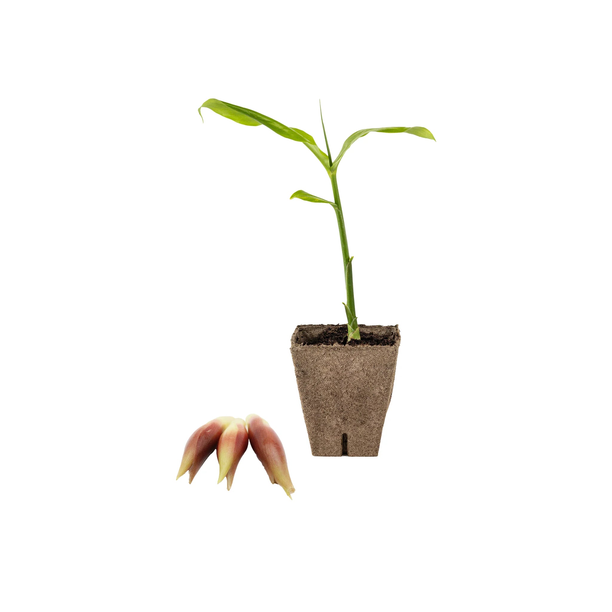 Myoga Set - Plant & Ginger Buds - Image 2