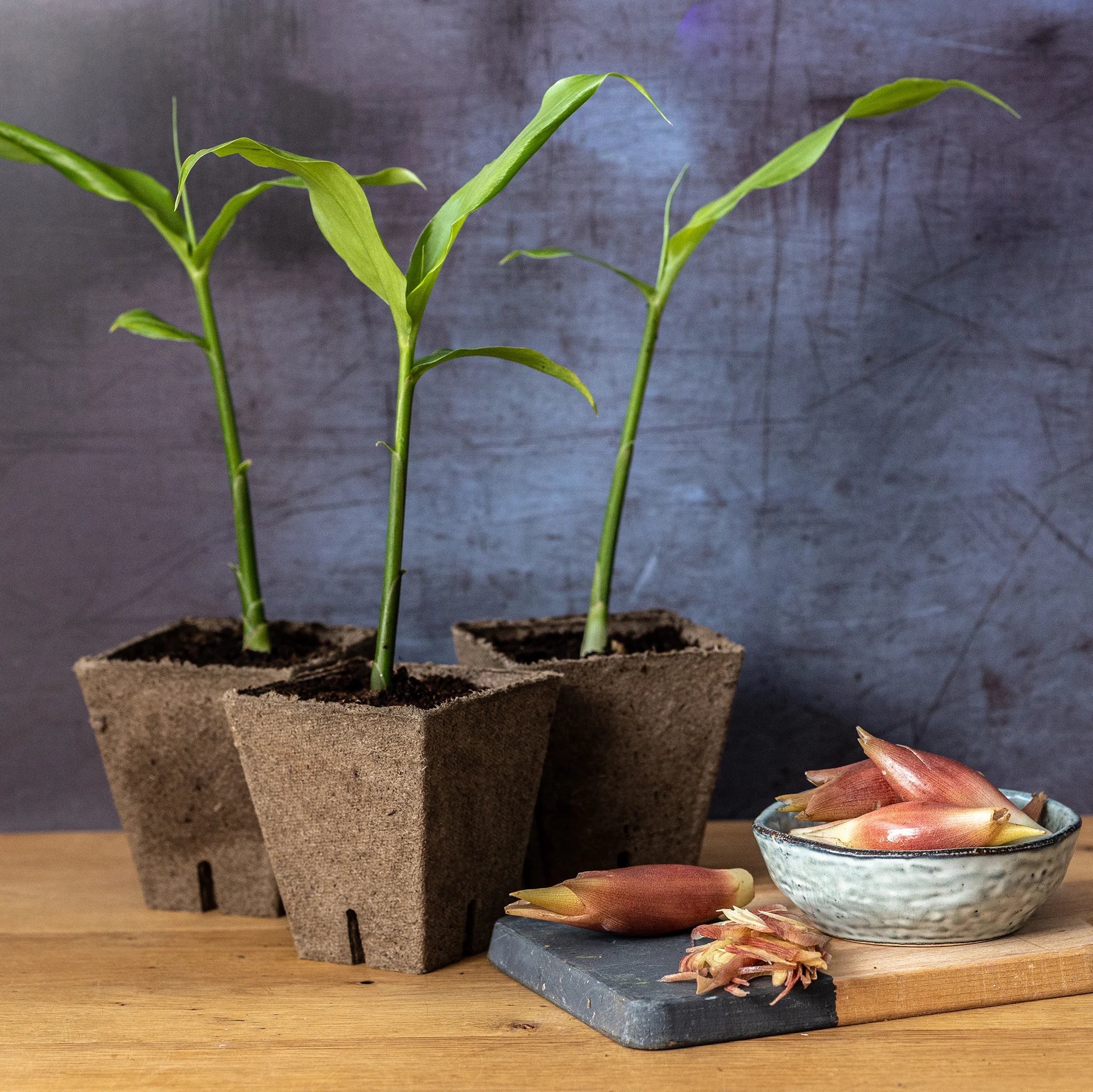 Myoga Japanese Ginger Plant - Image 2