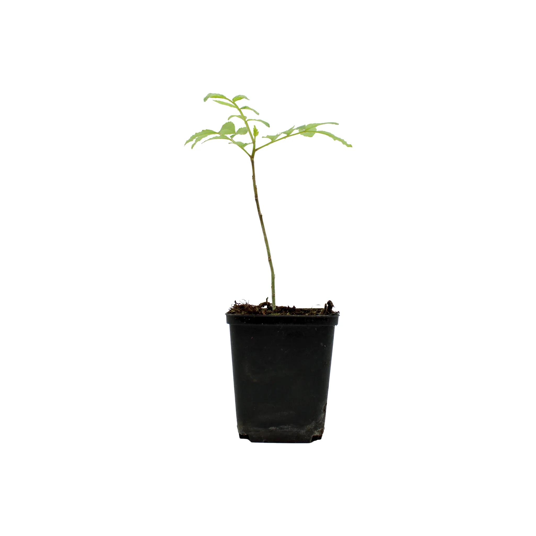 Szechuan Pepper Tree (Zanthoxylum simulans)