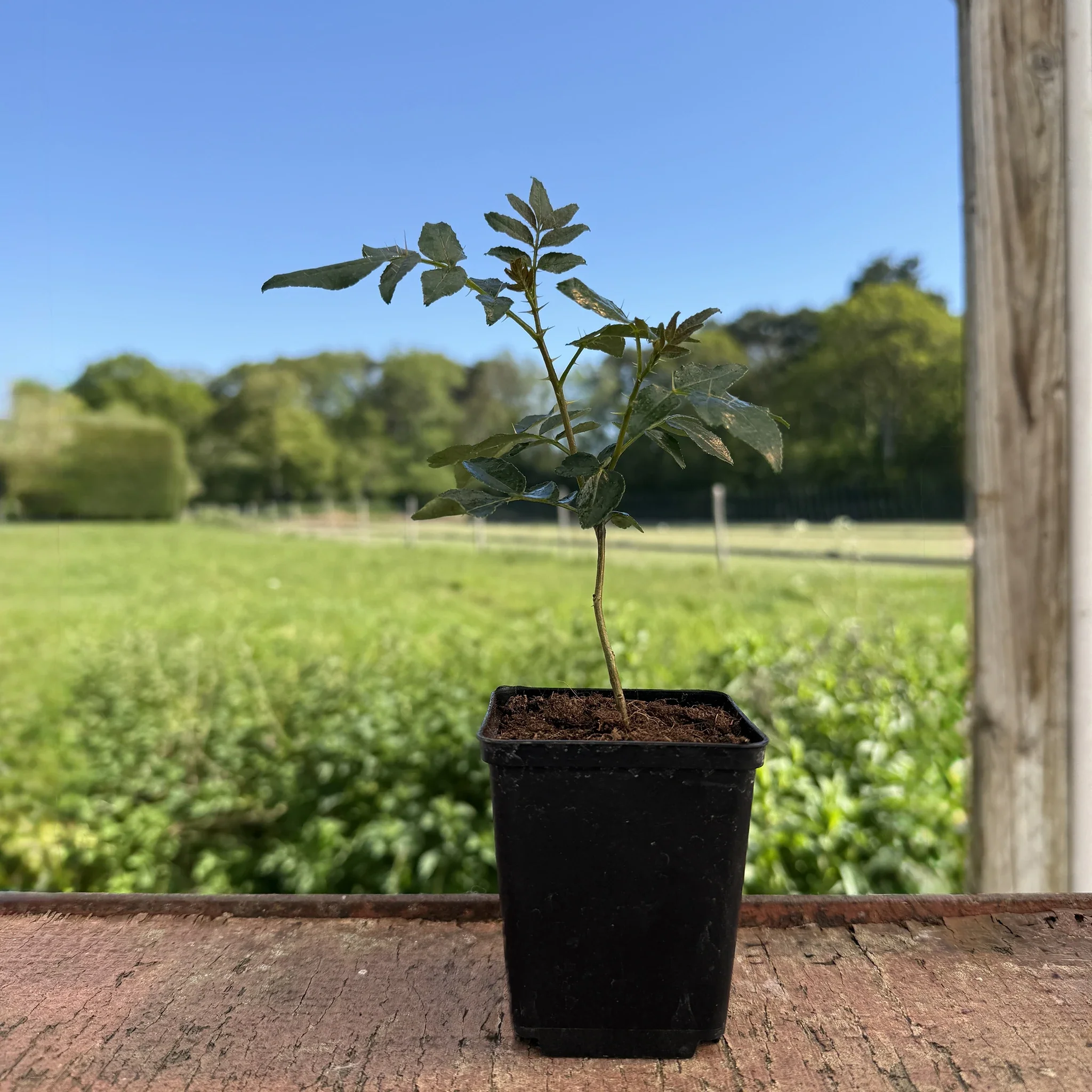 Szechuan Pepper Tree (Zanthoxylum simulans) - Image 2