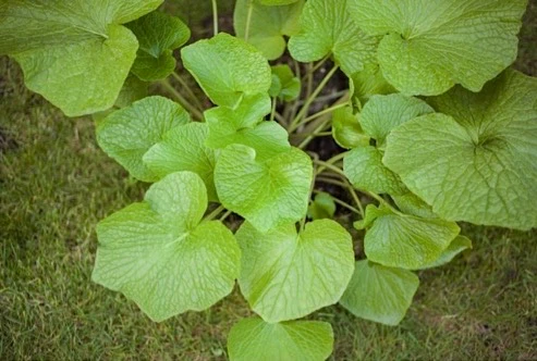Wasabi Plants - Set of 3 - Image 3