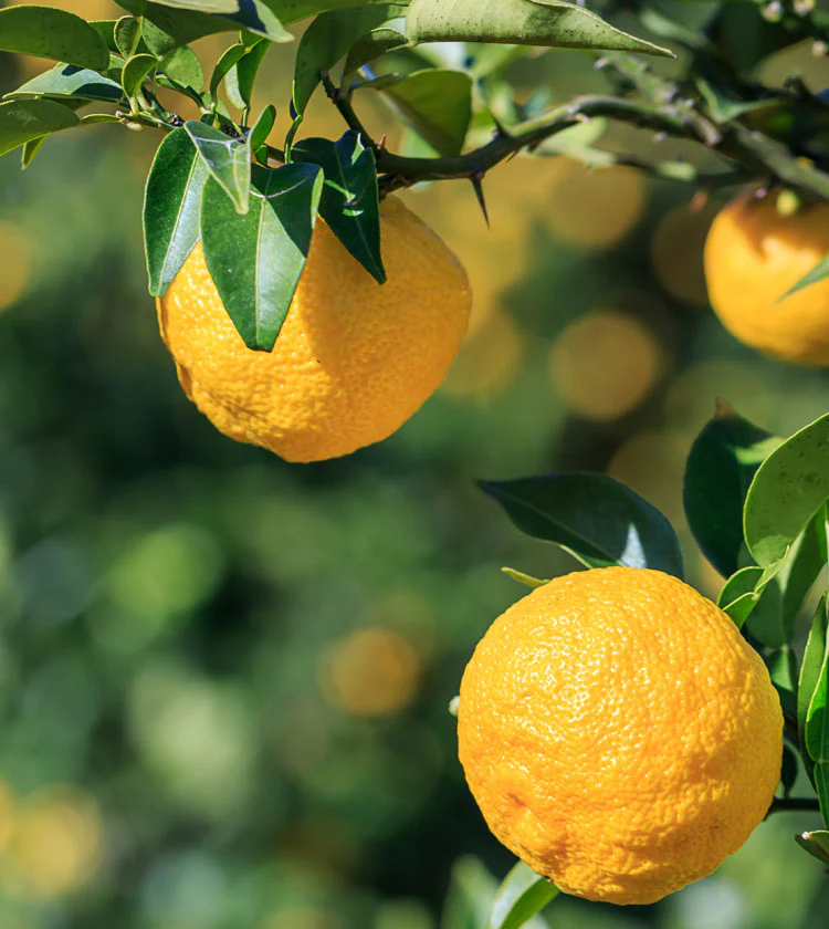 Yuzu Tree - Image 3