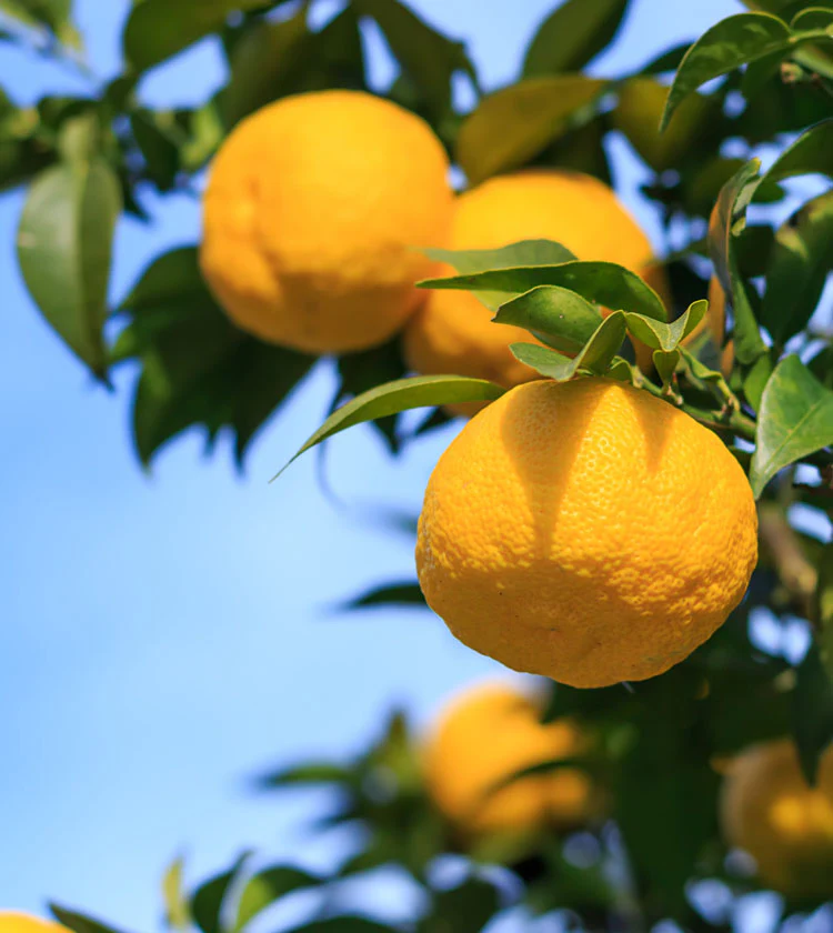 Yuzu Tree - Image 4